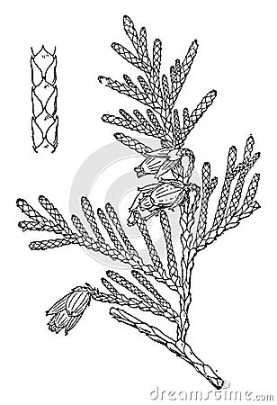 Thuja Plicata vintage illustration Vector Illustration