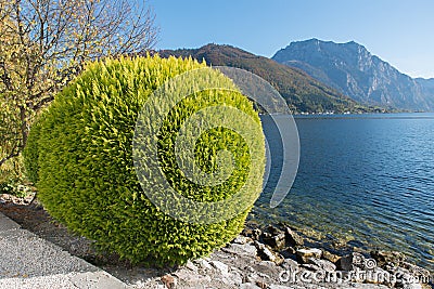 Thuja shrub at the lake side. ball-shaped topiary cut Stock Photo