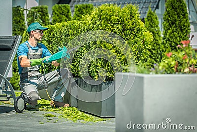 Thuja Shrub Trimming Stock Photo