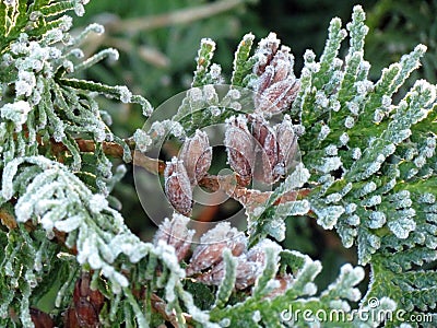 Thuja tree branch Stock Photo