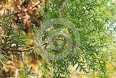 Thuja tree cones on the branch Stock Photo