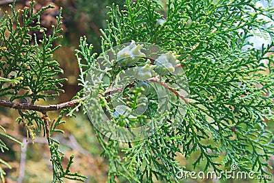 Thuja tree cones on the branch Stock Photo