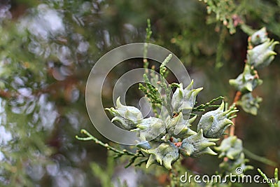 Thuja tree cones Stock Photo