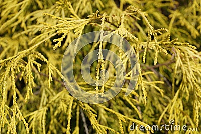 Thuja tree Stock Photo