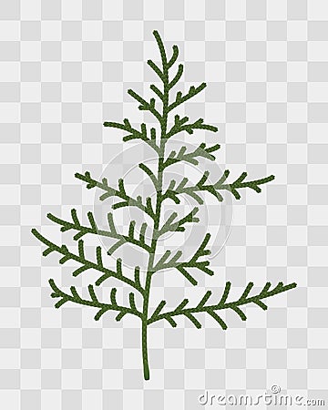 Thuja twigs closeup. Isolated plant on transparent background Vector Illustration