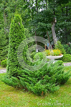 Thuja western and cossack juniper in landscape composition Stock Photo