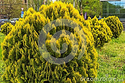 Thuja western close up Stock Photo