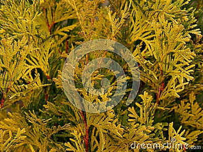 The thuja western with yellow needles cultivar Jantar in spring Stock Photo