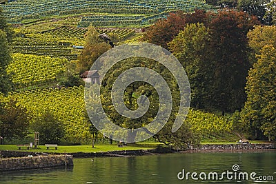 Thun Lake surrounded by Vineyard near Spiez Castle Editorial Stock Photo