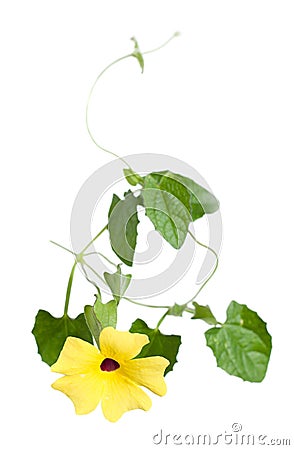 Thunbergia Stock Photo