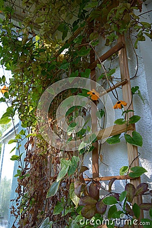 Thunbergia and cobaea. Wooden trellis with climbing plants in small garden on the balcony Stock Photo