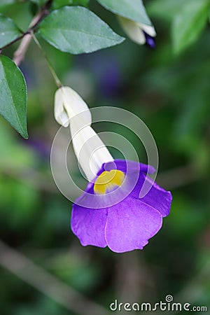 Thunbergia erecta (Benth.) T. Anders. flowers Stock Photo