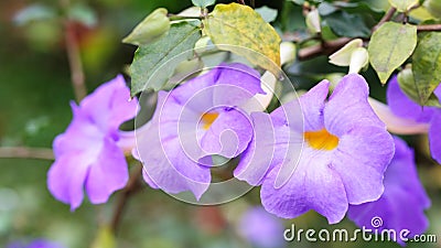 Thunbergia erecta (Benth.) T. Anders. flowers Stock Photo