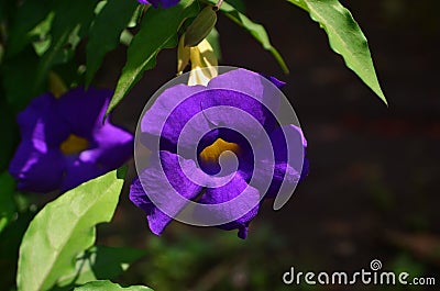 Thunbergia erecta flowers are blooming Stock Photo