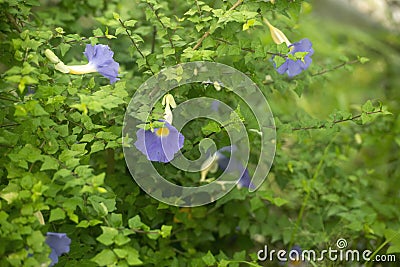 Thunbergia flowers in bloom in a garden Stock Photo