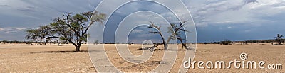 Thunderstorm in the Kalahari in the Kgalagadi Transfrontier Park i Stock Photo