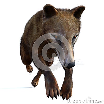 Thylacine Marsupial on White Stock Photo