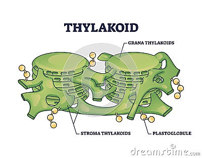 Thylakoid membrane bound chloroplast compartments structure outline diagram Vector Illustration