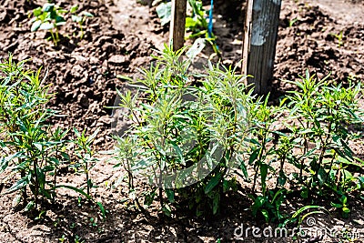 Thyme Stock Photo