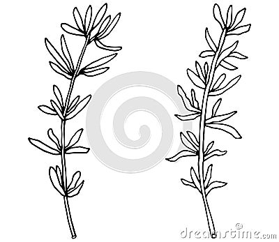 Thyme branch in black with white colors hand drawn, isolated on white background. Vector illustration Vector Illustration