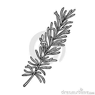 Thyme branch. Engraving vintage vector black illustration. Isolated on white Vector Illustration
