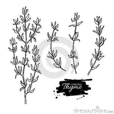 Thyme drawing set. Isolated thyme plant and leaves. Vector Illustration