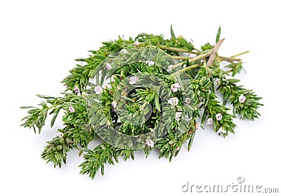 Thyme fresh herb Stock Photo