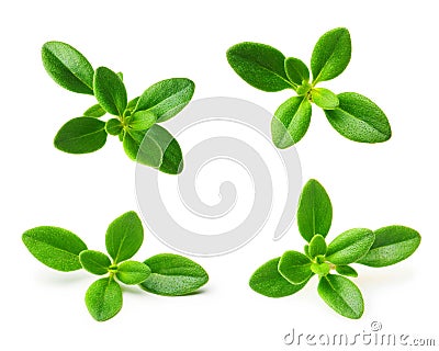 Thyme fresh herb isolated Stock Photo