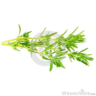 Thyme fresh herb on white background Stock Photo