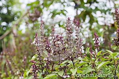 Thyme - healing herb and condiment growing in nature Stock Photo