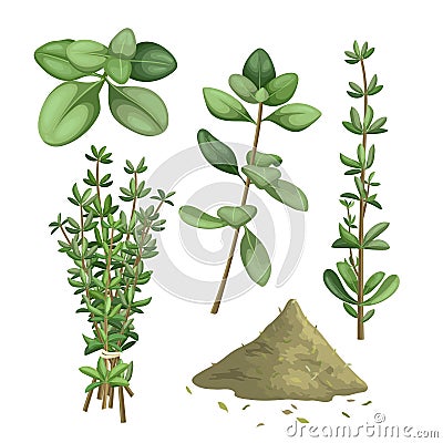 thyme herb green set cartoon vector illustration Vector Illustration