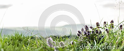 Thyme herb in the high altitudes Stock Photo