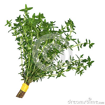 Thyme Herb Leaf Posy Stock Photo