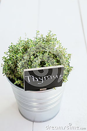 Thyme herb in a planter with chalkboard with its name in Latin Stock Photo