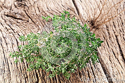 Thyme herb. Stock Photo