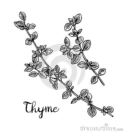 Thyme ink sketch. Vector Illustration