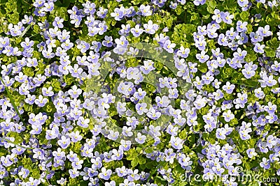 Thyme Leaved Bluets Stock Photo