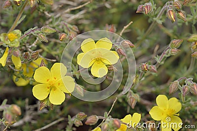 Thyme-leaved Rock-rose Stock Photo