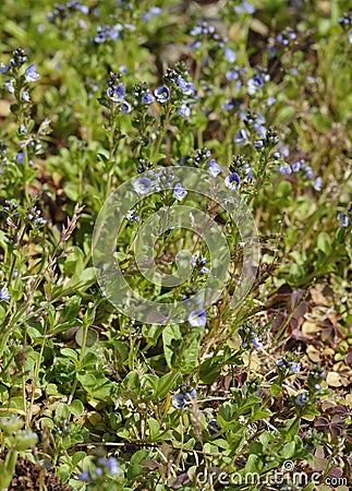 Thyme-leaved Speedwell Stock Photo