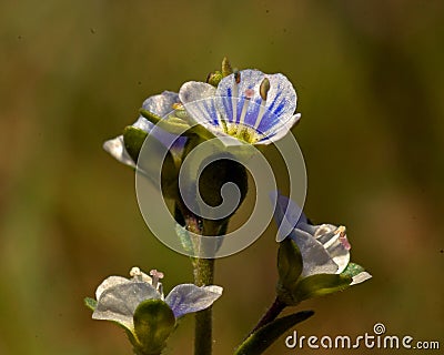 Thyme leaved speedwell Veronica serpyllifolia. Stock Photo