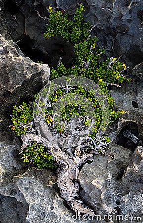 thyme-leaved willow in the rocks of a beach Stock Photo