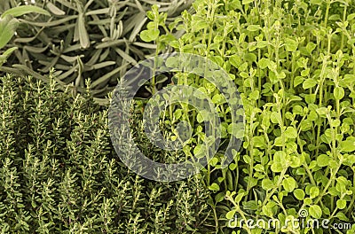 Thyme, Oregano, Lavender Stock Photo