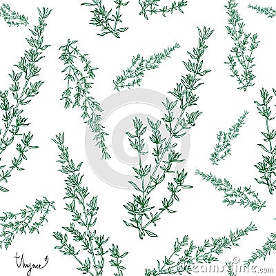 Thyme plant seamless pattern Vector Illustration