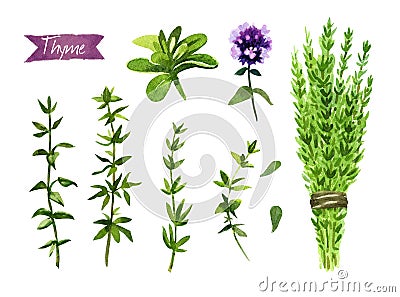 Thyme plant, twigs, flowers and bunch watercolor illustration with clipping paths Cartoon Illustration