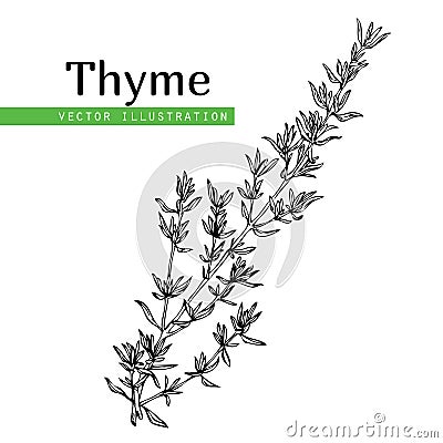 Thyme plant on white Vector Illustration