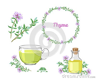 Thyme set. Sprigs of medicinal herbs, fragrant essential oil, thyme tea, floral herbal wreath. Vector Illustration