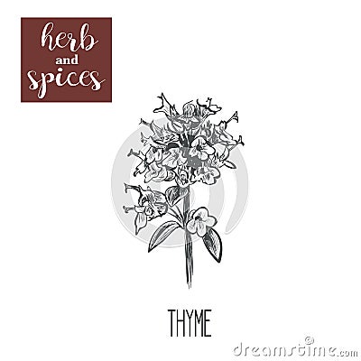 Thyme sketch hand drawing. Thyme vector illustration Vector Illustration