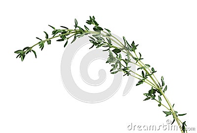 Thyme Stock Photo