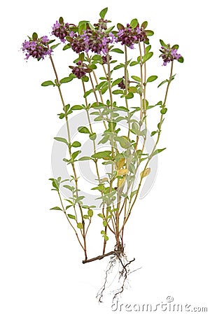Thyme ( Thymus ) Stock Photo