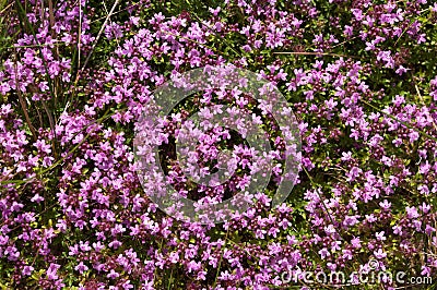 Thyme (Thymus vulgaris) Stock Photo